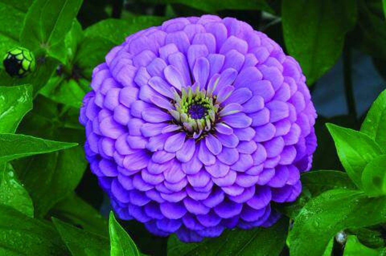 Циния Захара микс