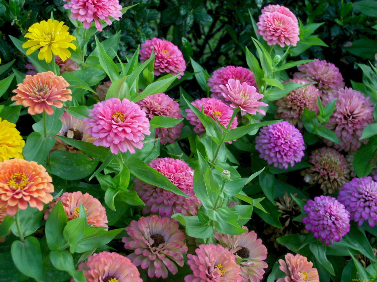 Циния Оклахома Пинк