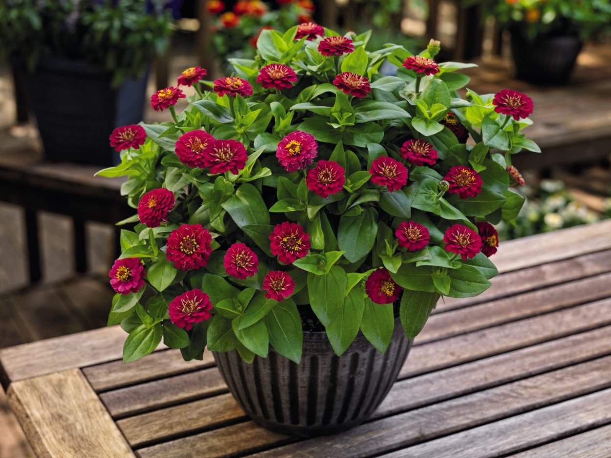 Цинния георгиноцветковая супер йога