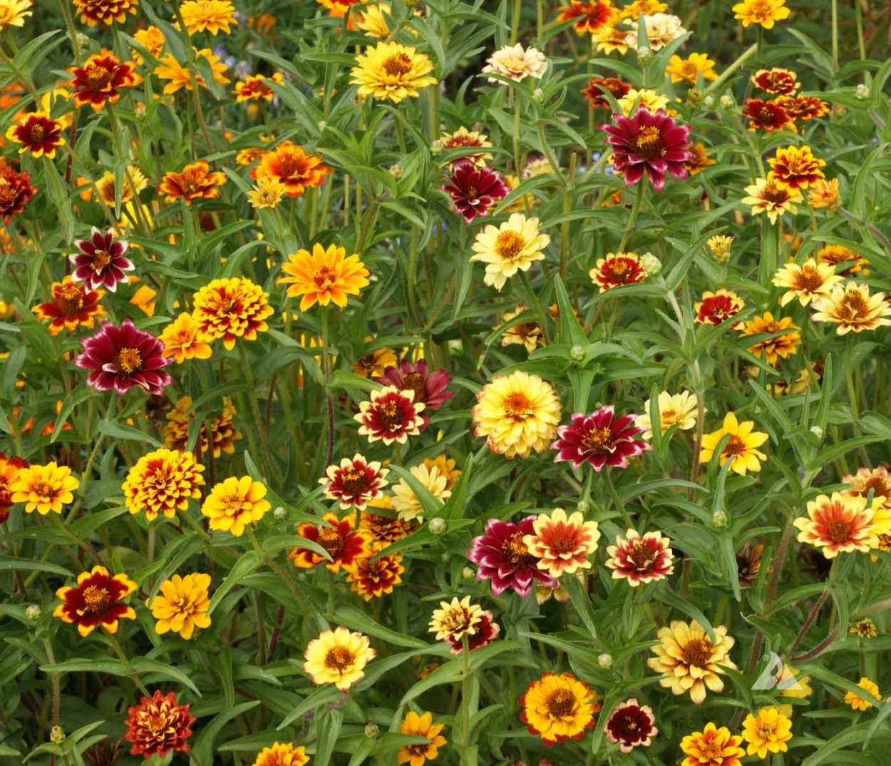 Рассада Цинния георгиноцветковая