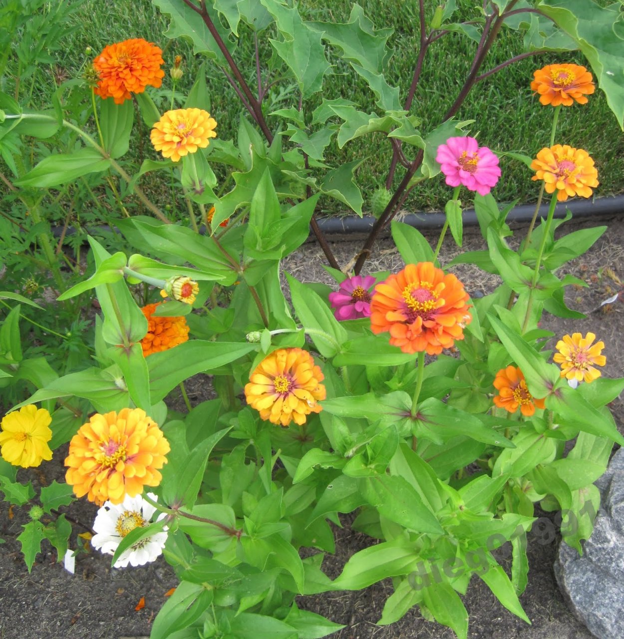 Цинния георгиноцветковая