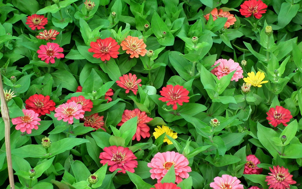 Цинния Арлекин