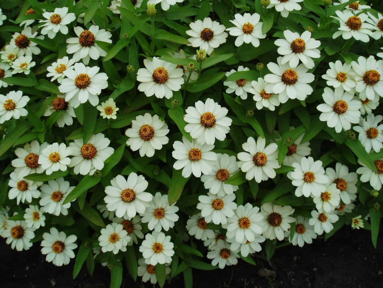 Георгина мультифлора