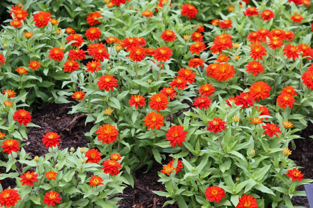 Цинии Дримленд