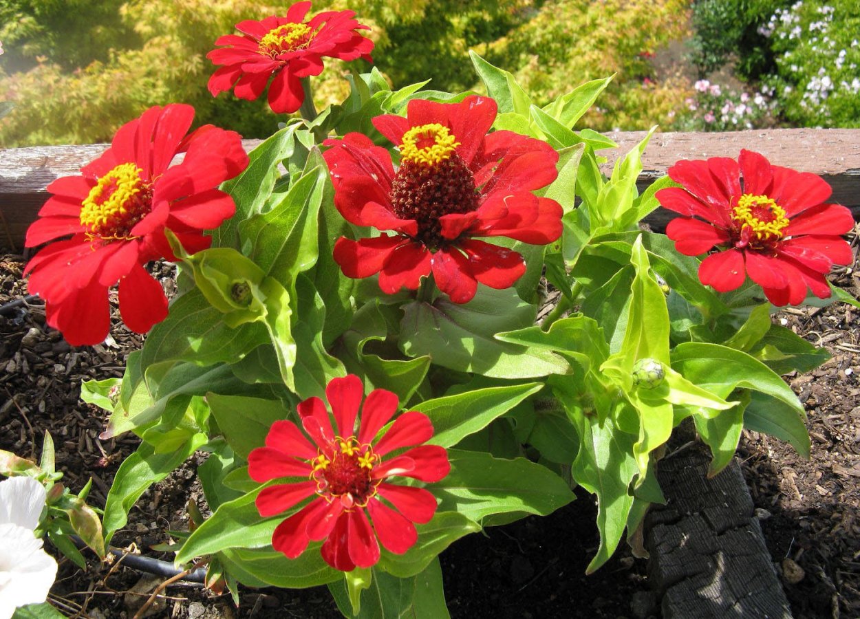 Цинния Элеганс микс