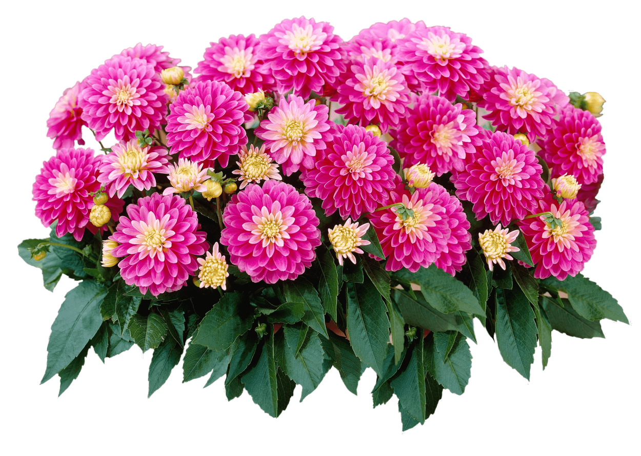 Цинния калифорнийские гиганты