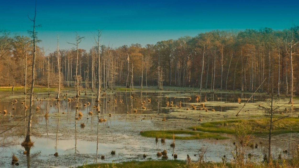 Карачуново болото