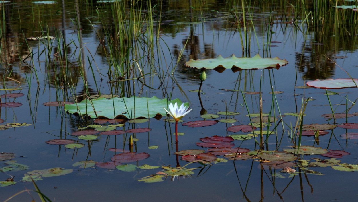 Камыши и кувшинки