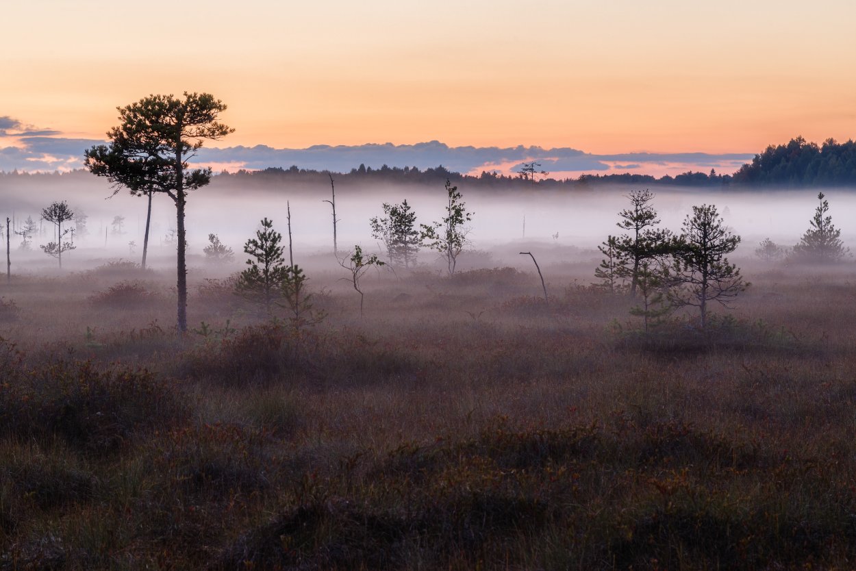 Тихвин болото
