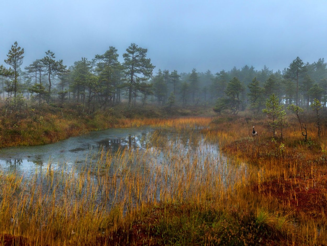 Мшинские болота в Ленинградской области