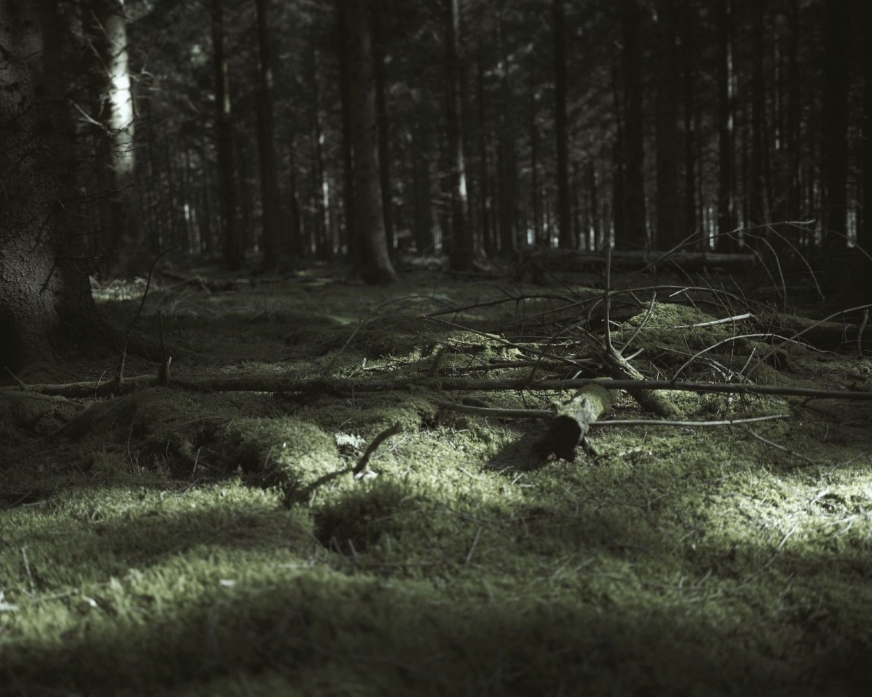 Эстетика в болоте