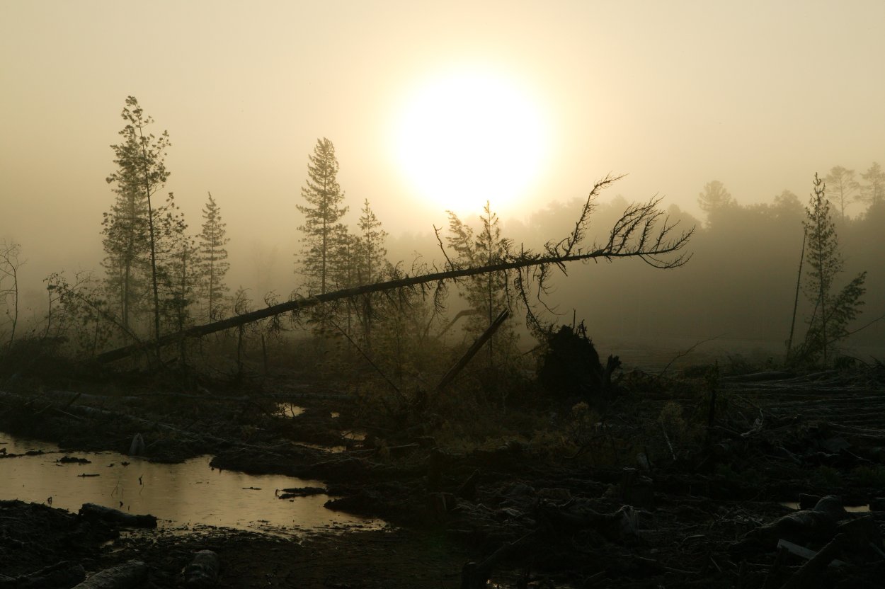 Васюганские болота туман