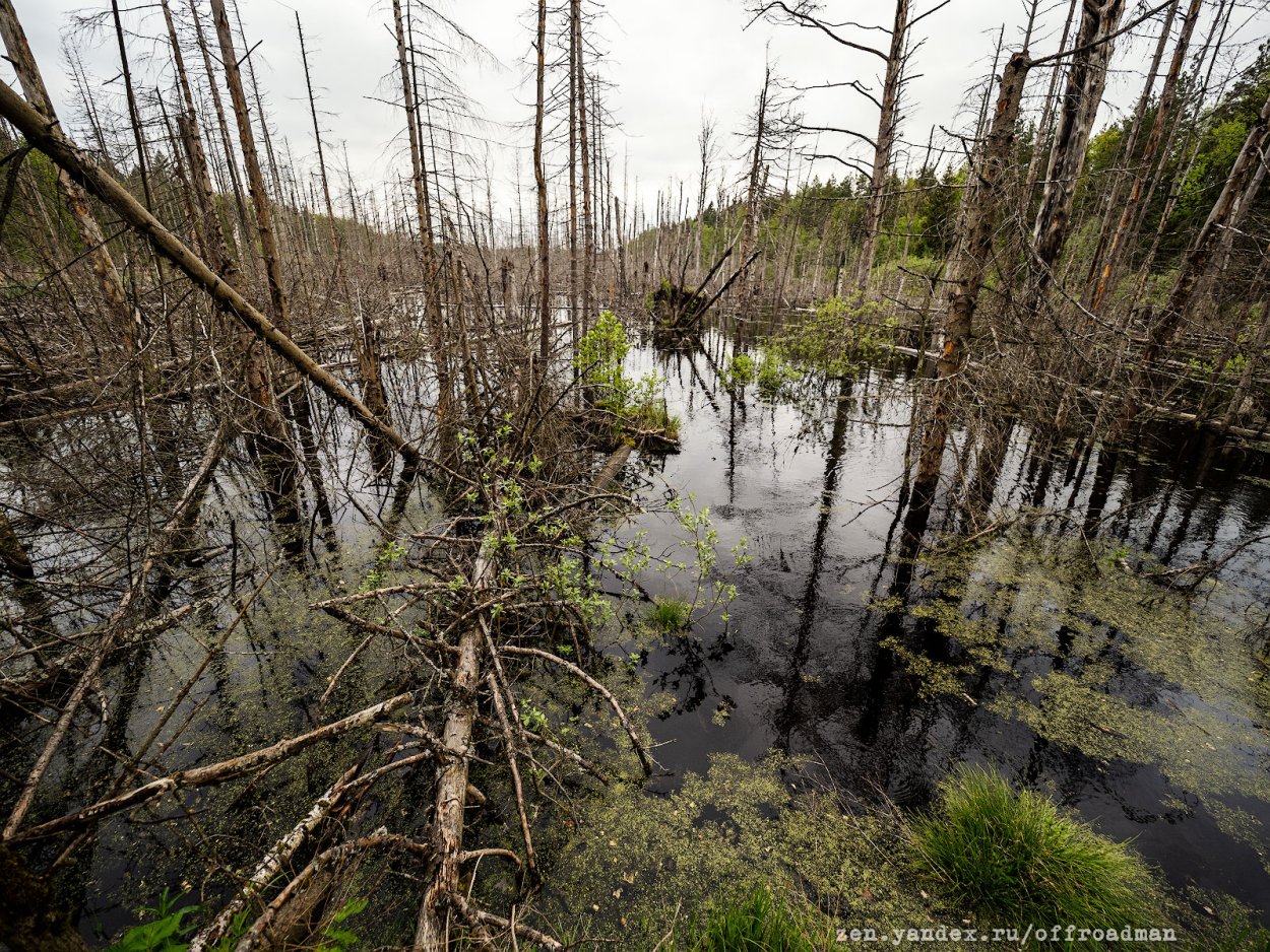 Заброшенное болото