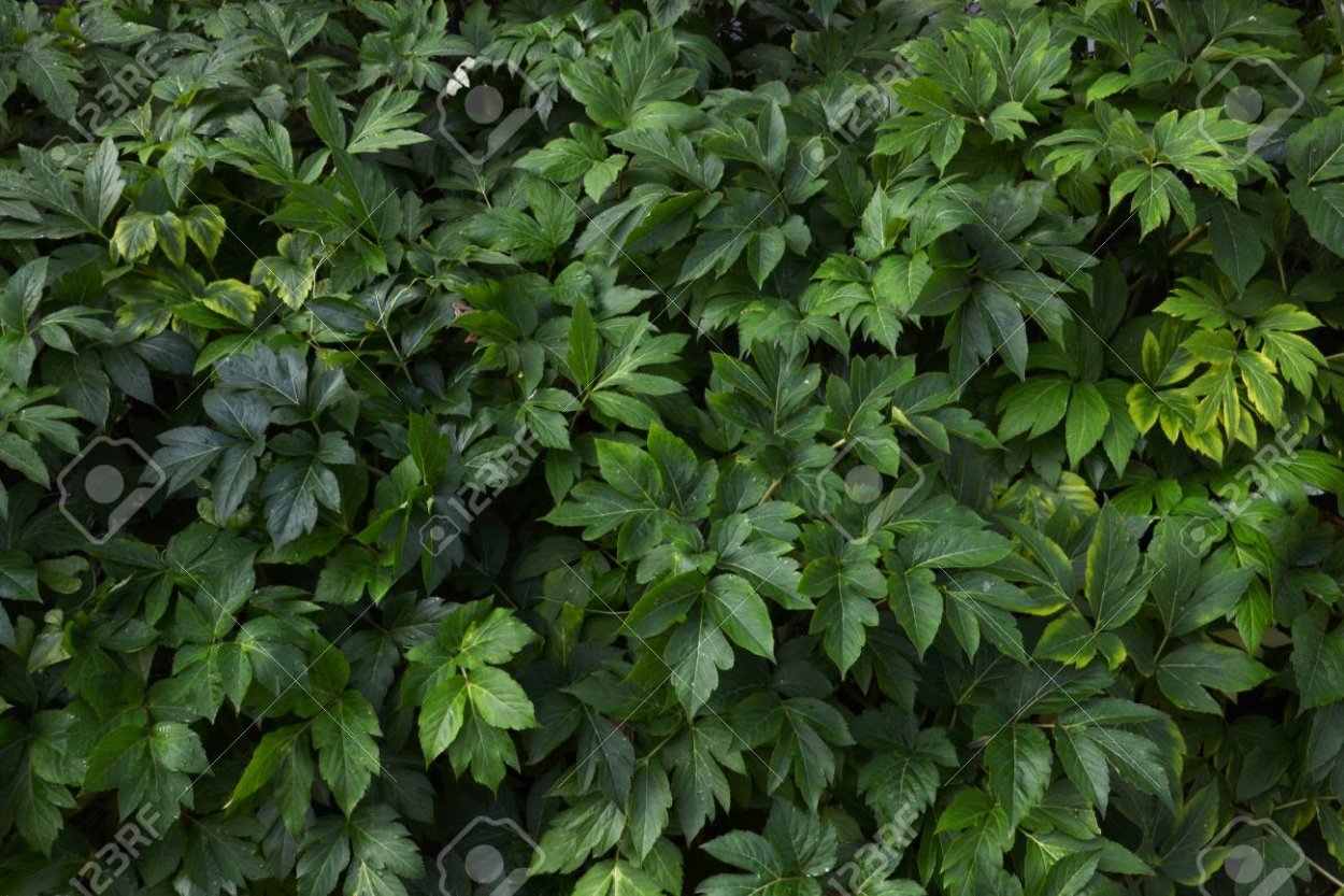 Растение которое замедляет старение