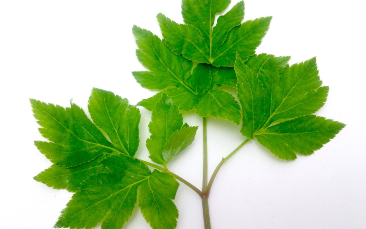 Гинкго, Джинура