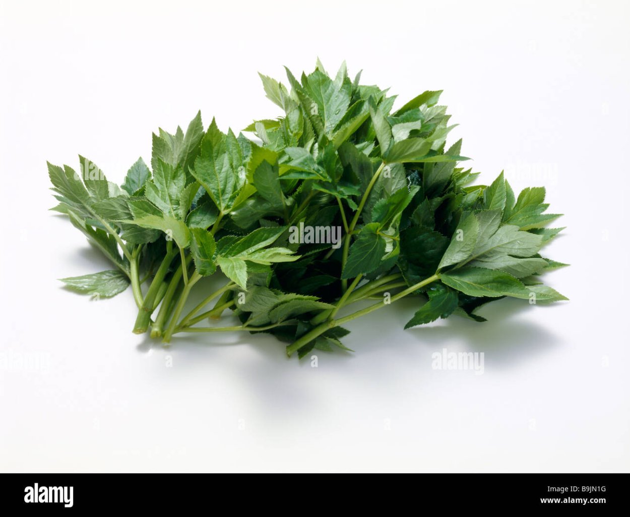 Аситабу Angelica keiskei