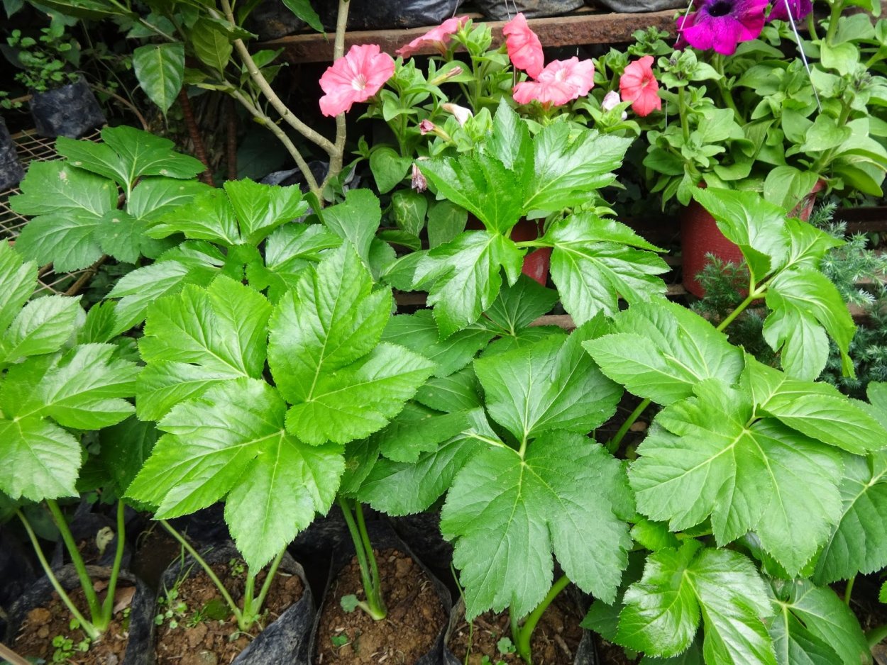 Ашитаба растение