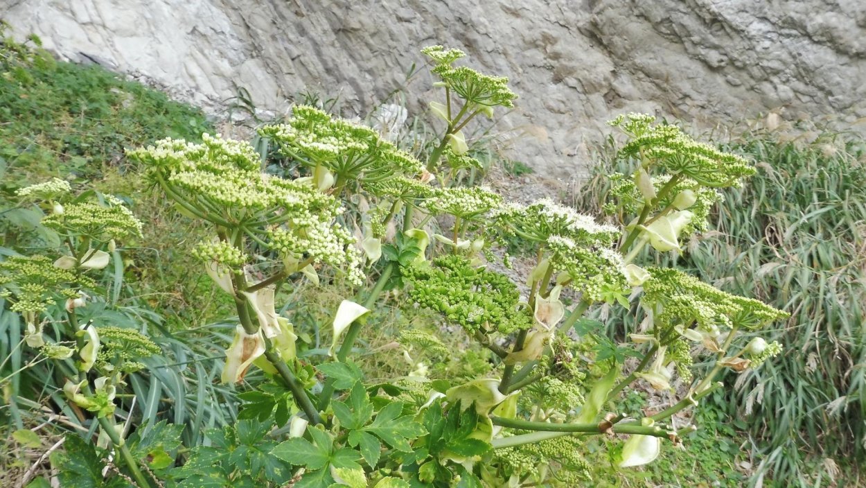 Pseudodrifa racemosa