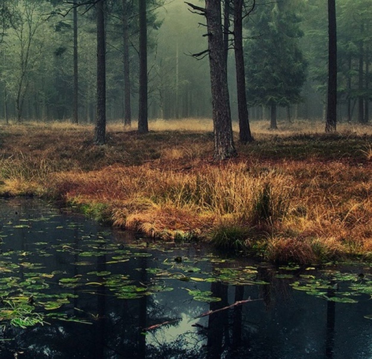 Лесное болото трясина