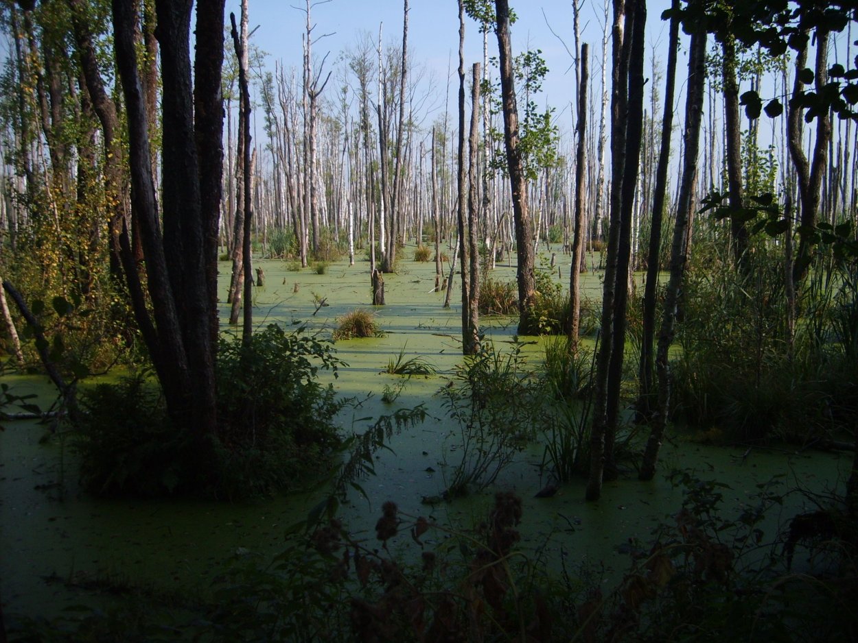 Болото Могильный мыс