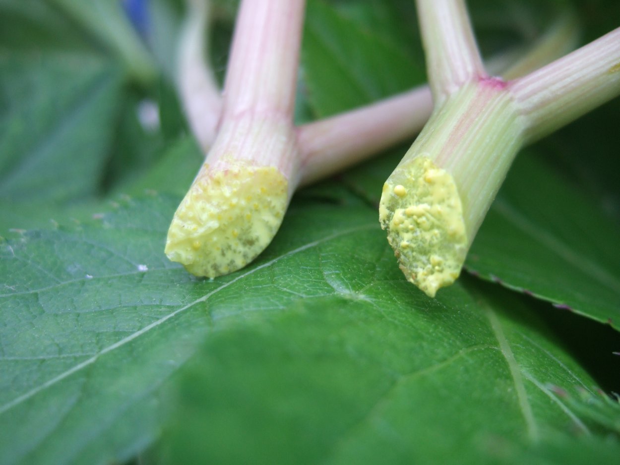 Трава Ашитаба