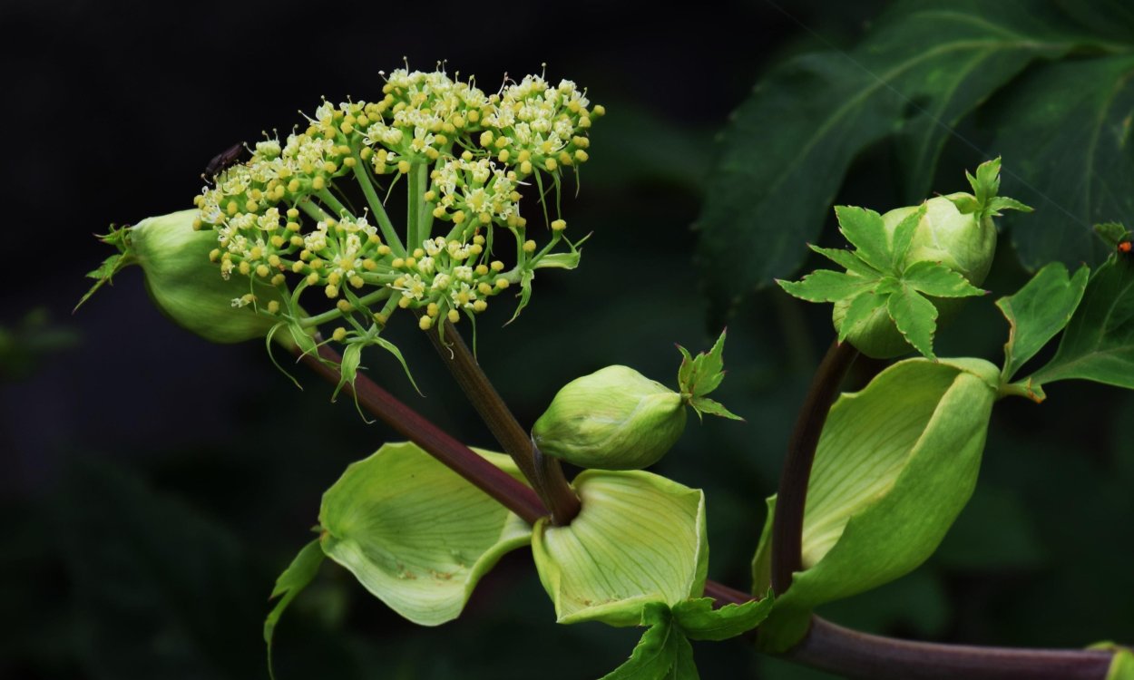 Японские съедобные травы