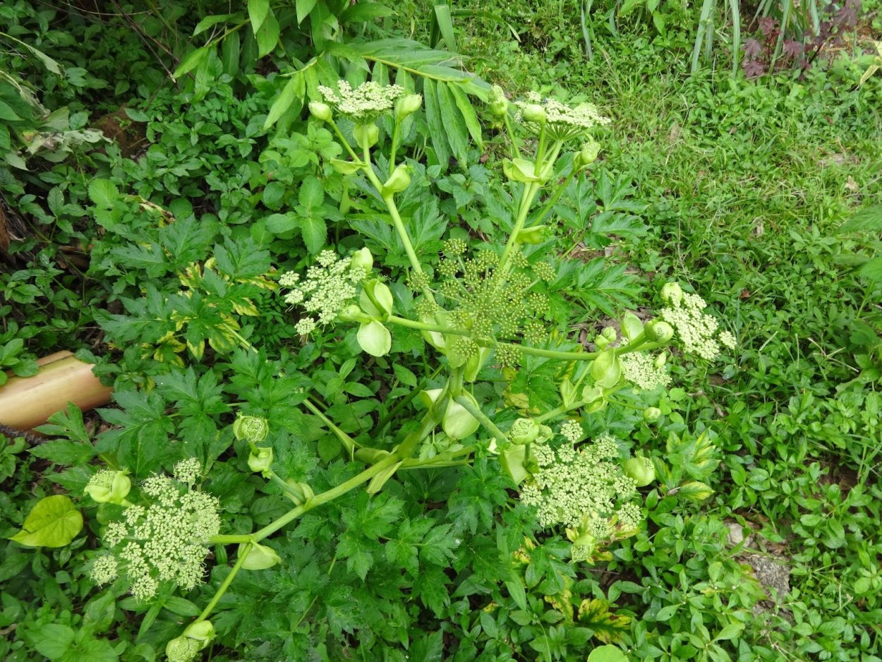 Ашитаба растение