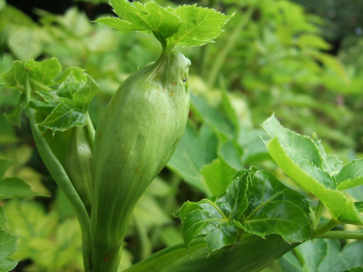 Аситабу Angelica keiskei