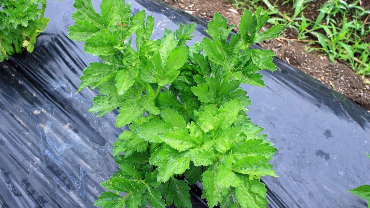 Ашитаба растение