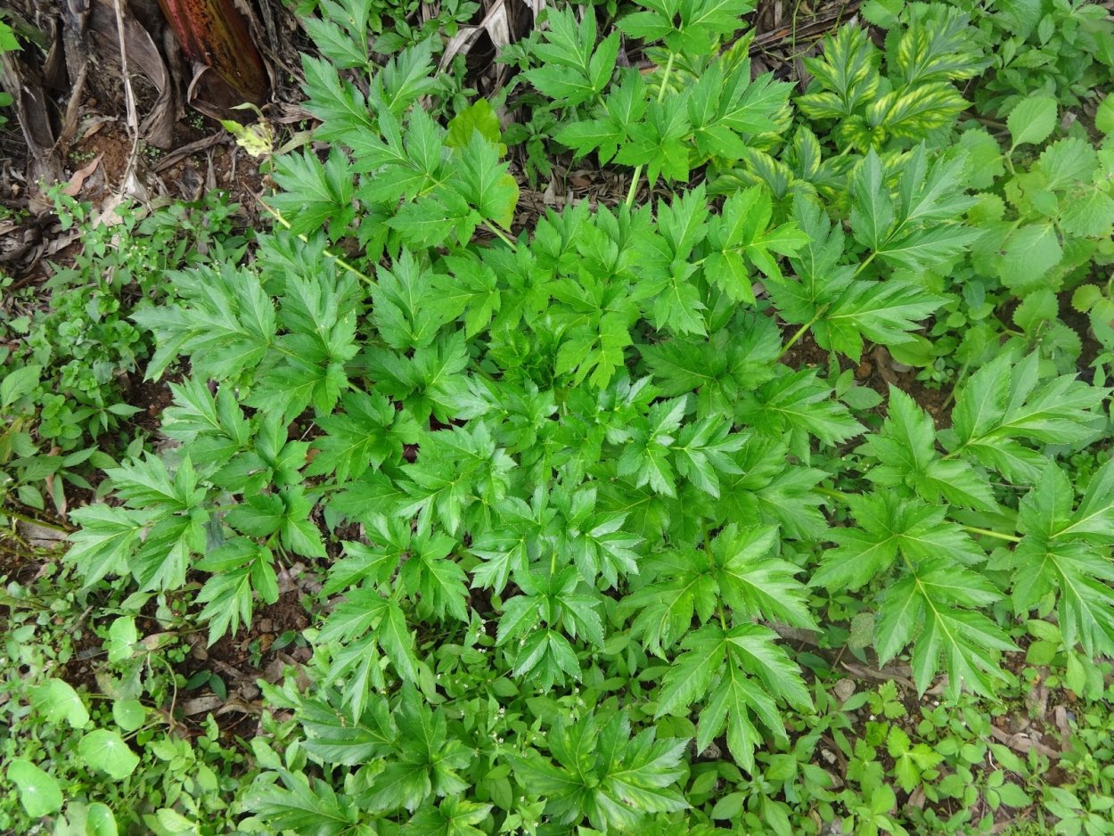 Дориоптерис стоповидный