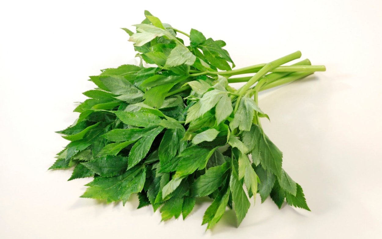 Гинура Прокумбенс