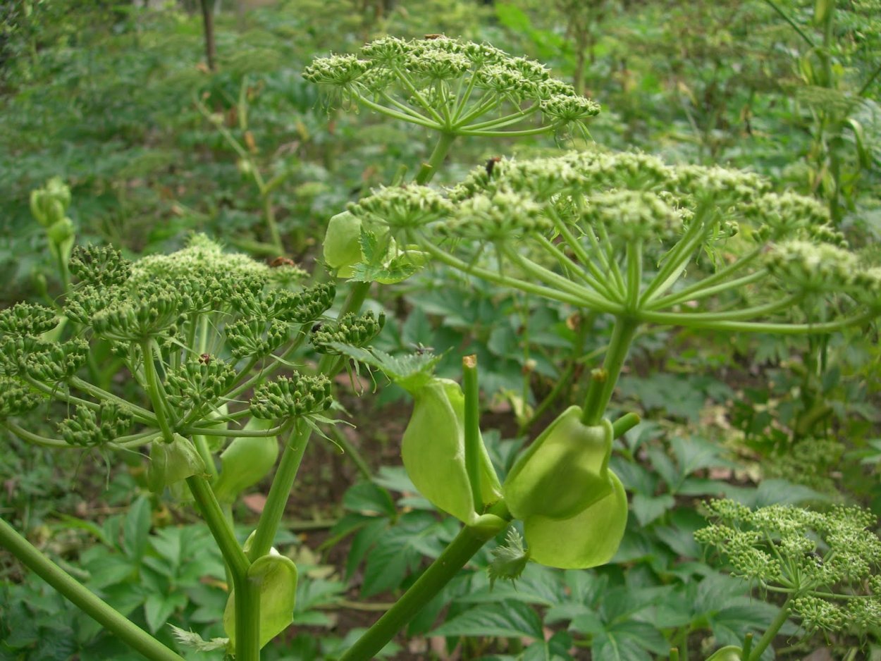 Чай Ашитаба