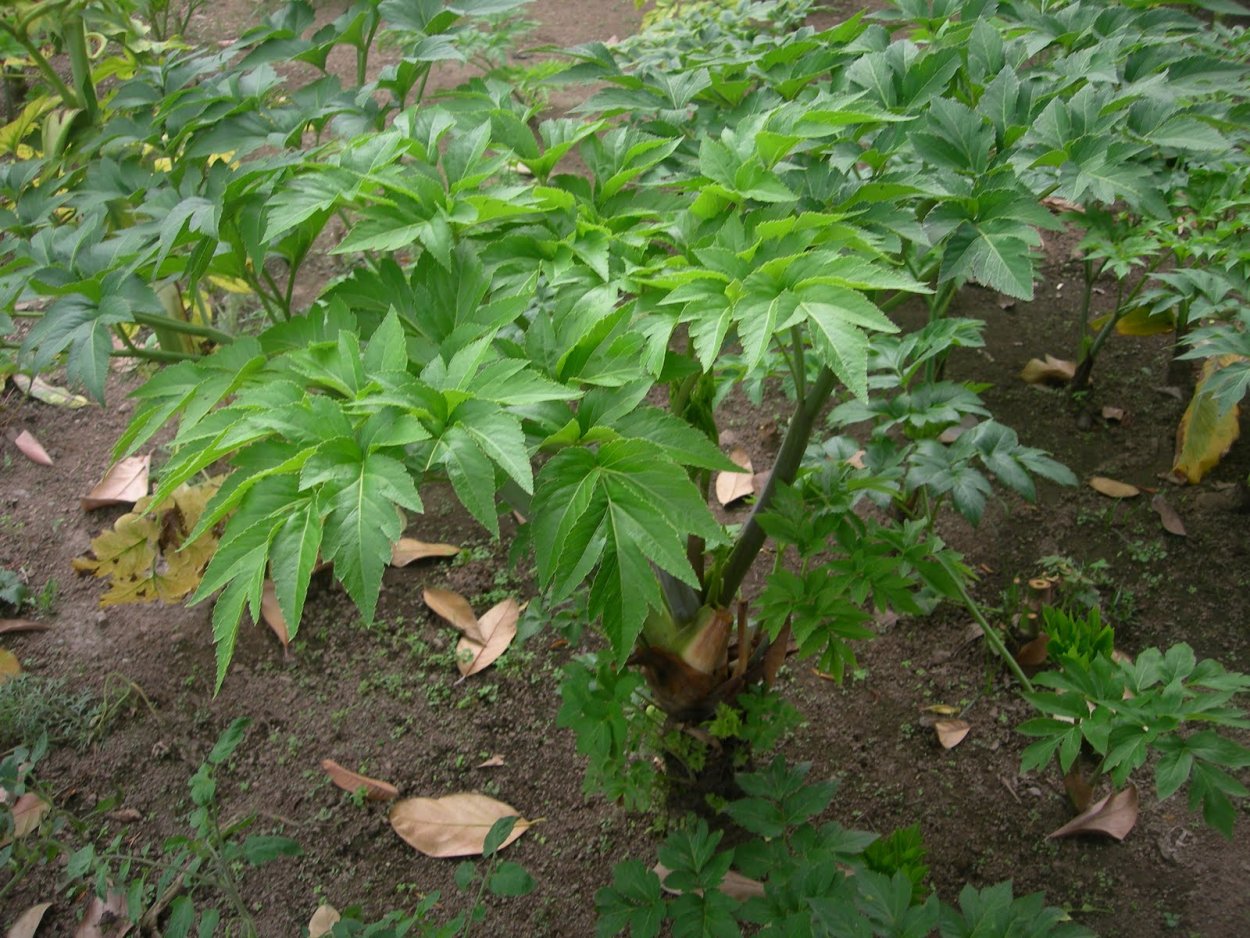 Ашитаба растение