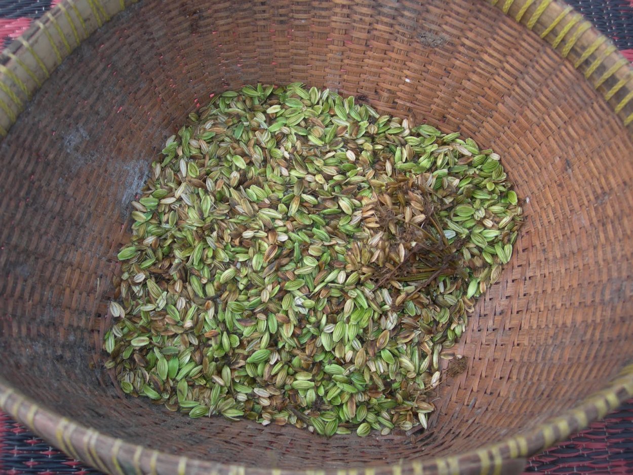 Ашитаба купить