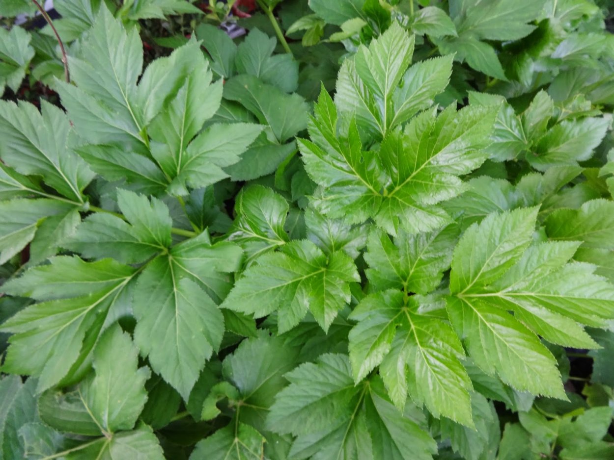 Ашитаба растение