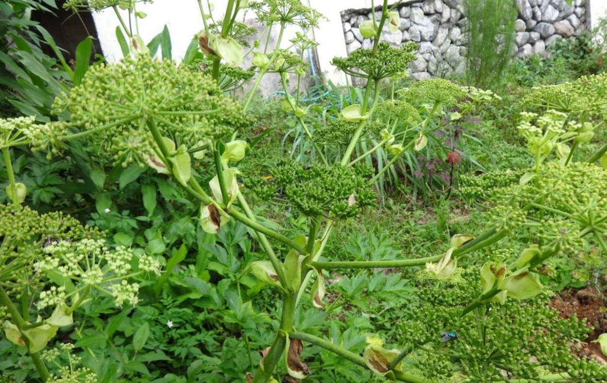 Японская трава еда