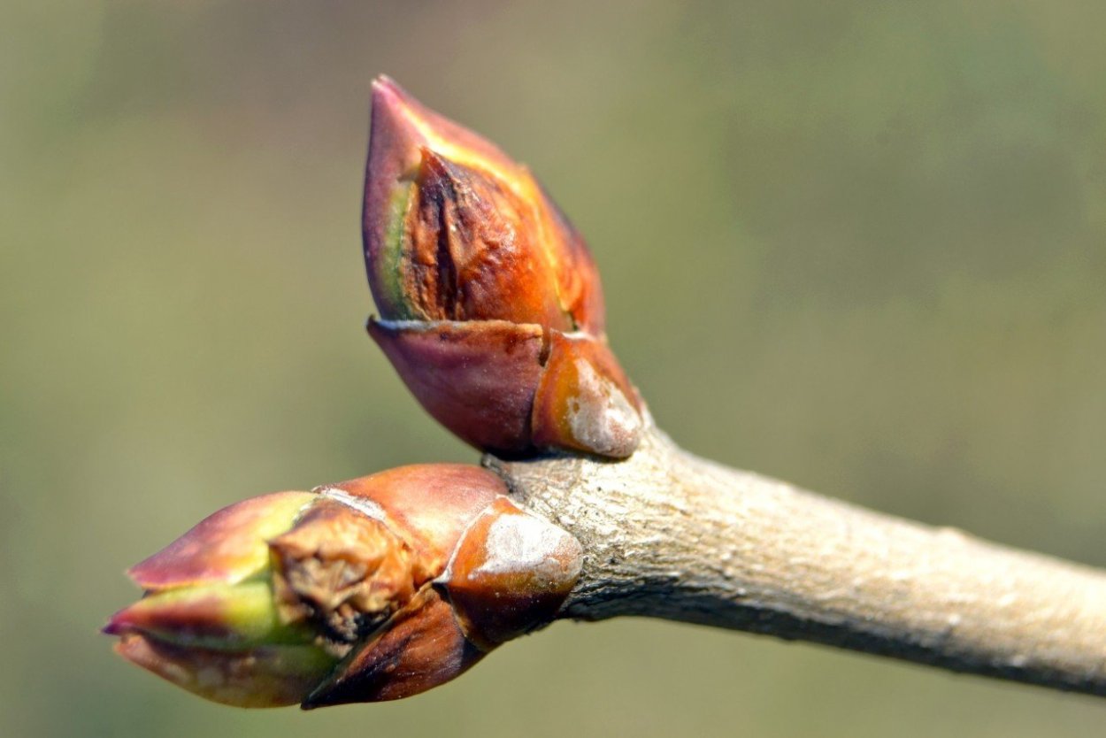 Строение листовой почки