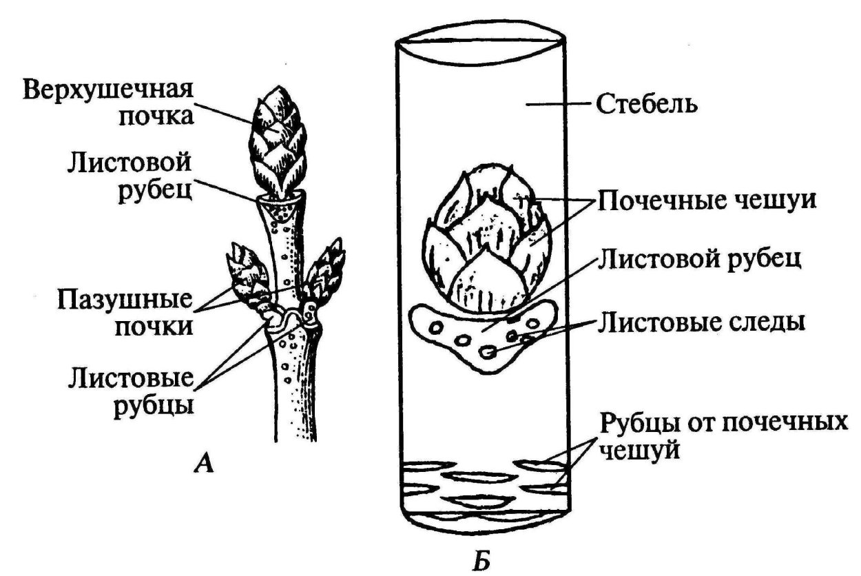 Сиреневый почковый клещ