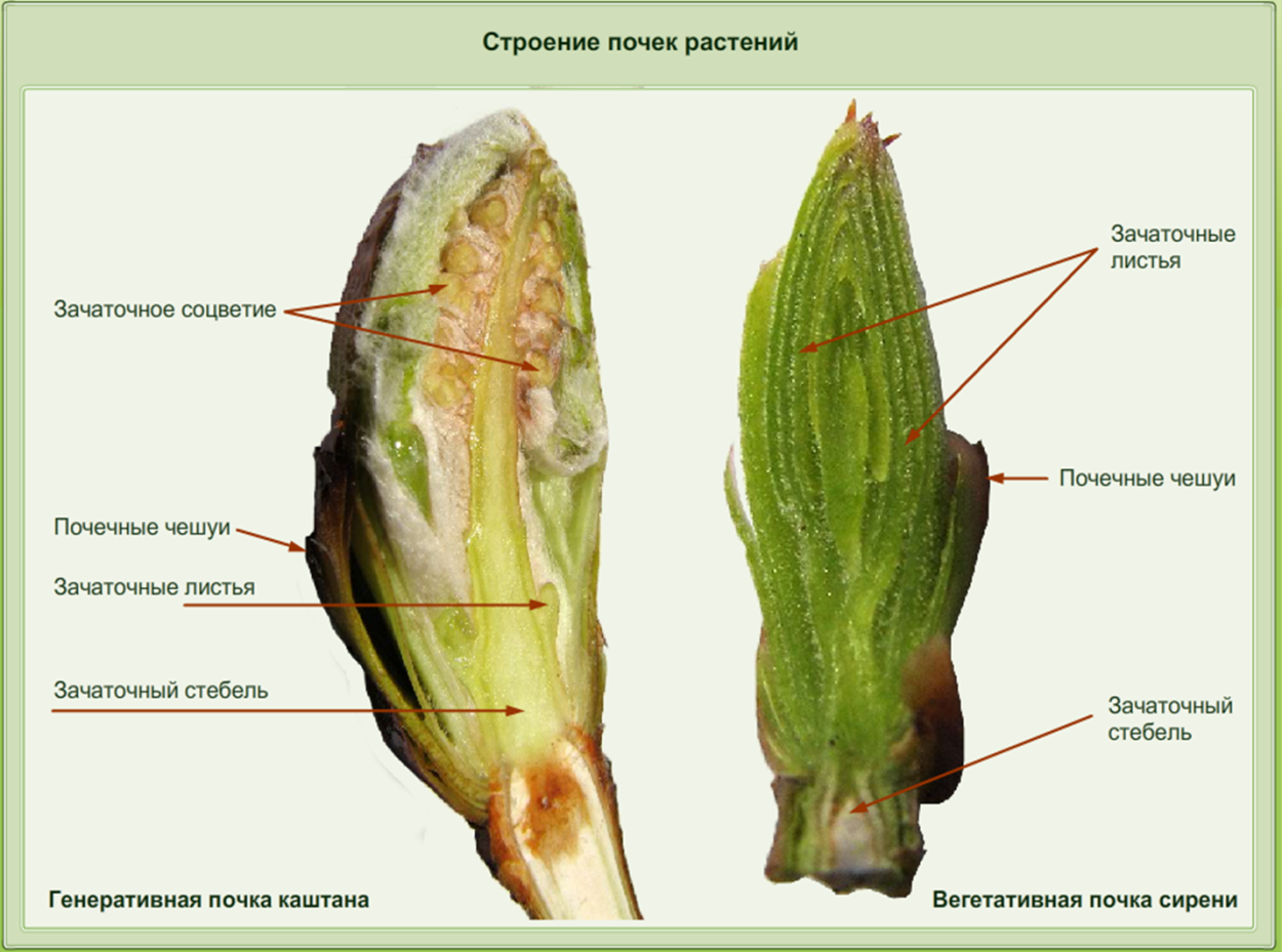 Бутон на дереве