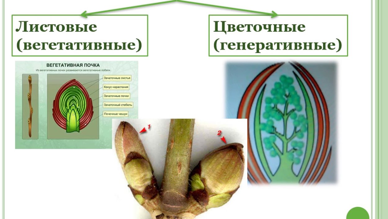 Почечные чешуи растения