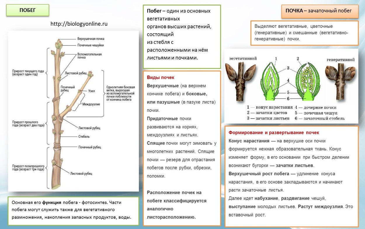 Открытые почки у растений