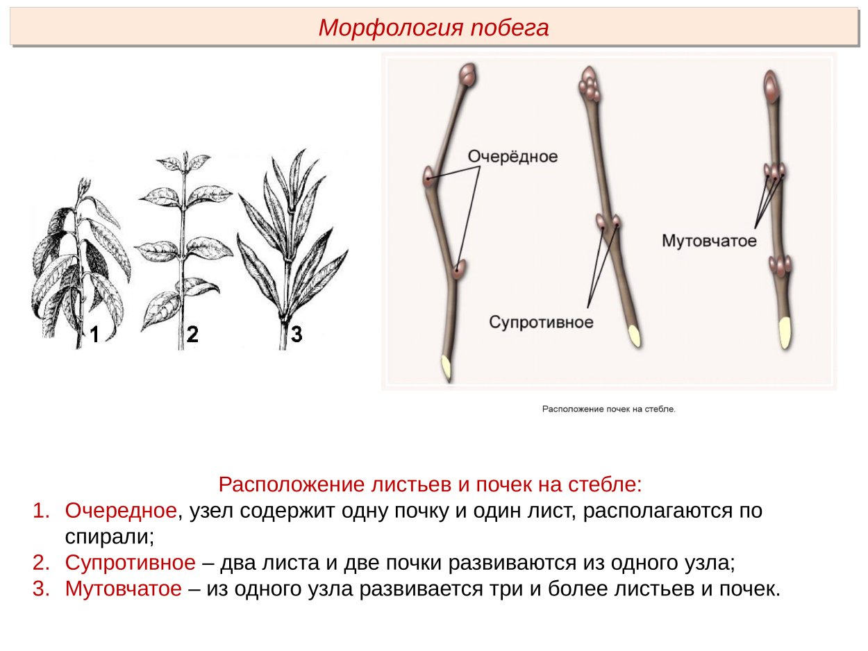Ива ломкая- Salix fragilis почки