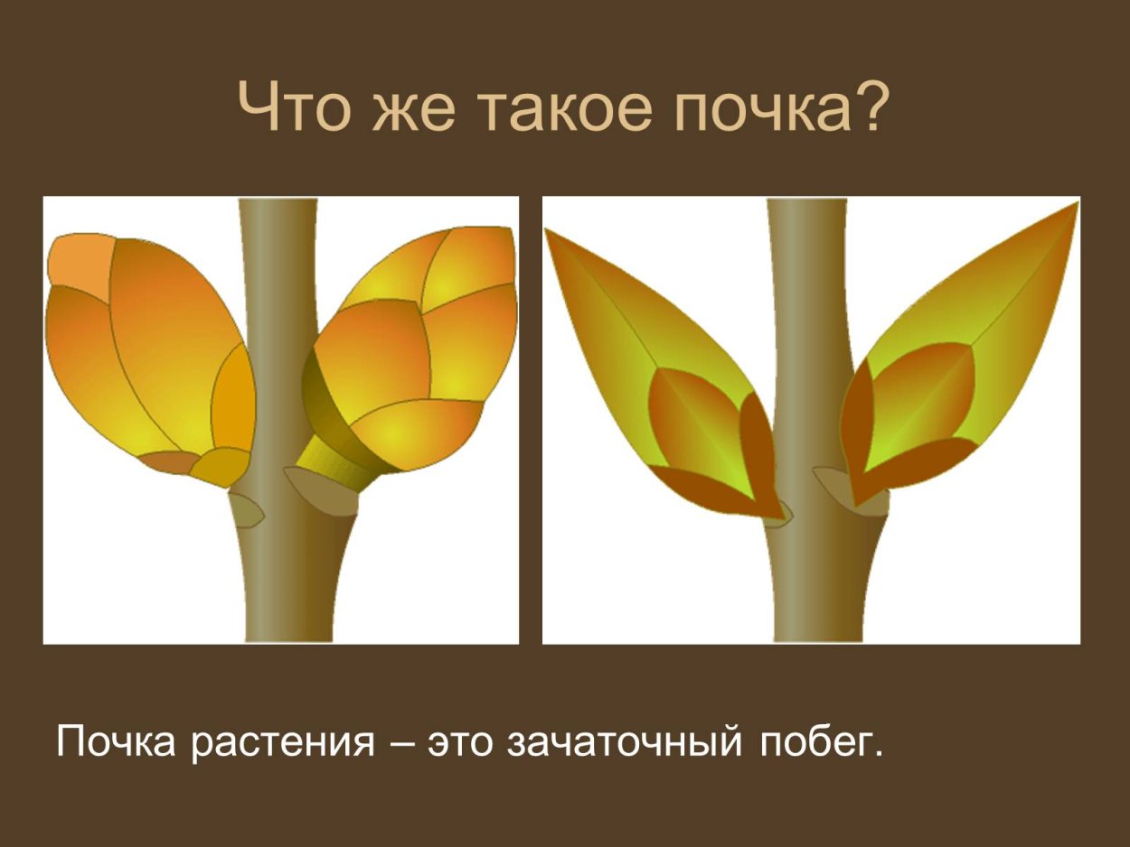 Строение апикальной меристемы корня