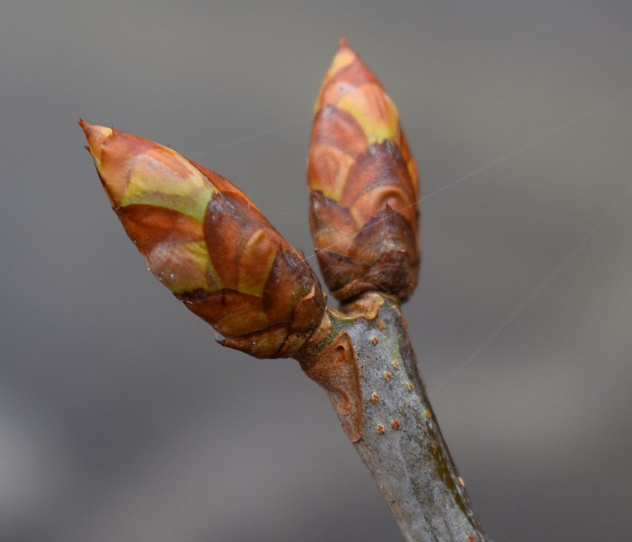 Генеративная почка сирени