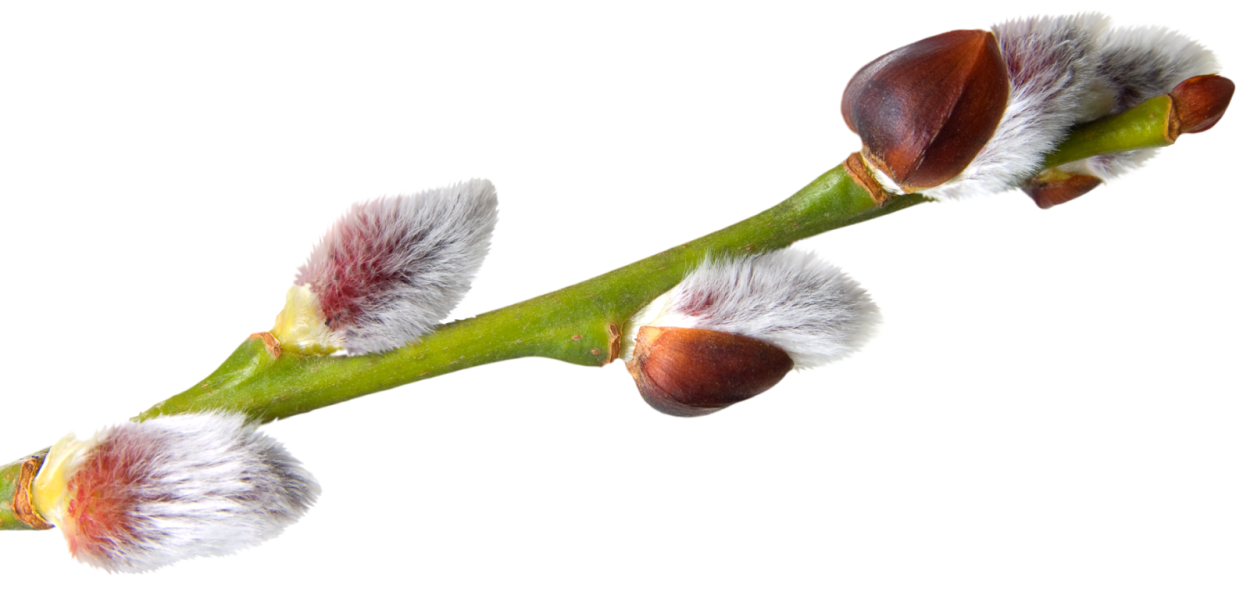 Деревья и цветы