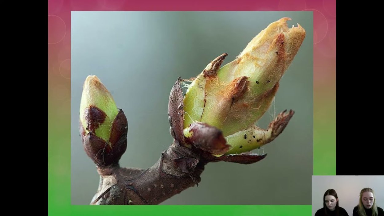 Вегетативные органы почки