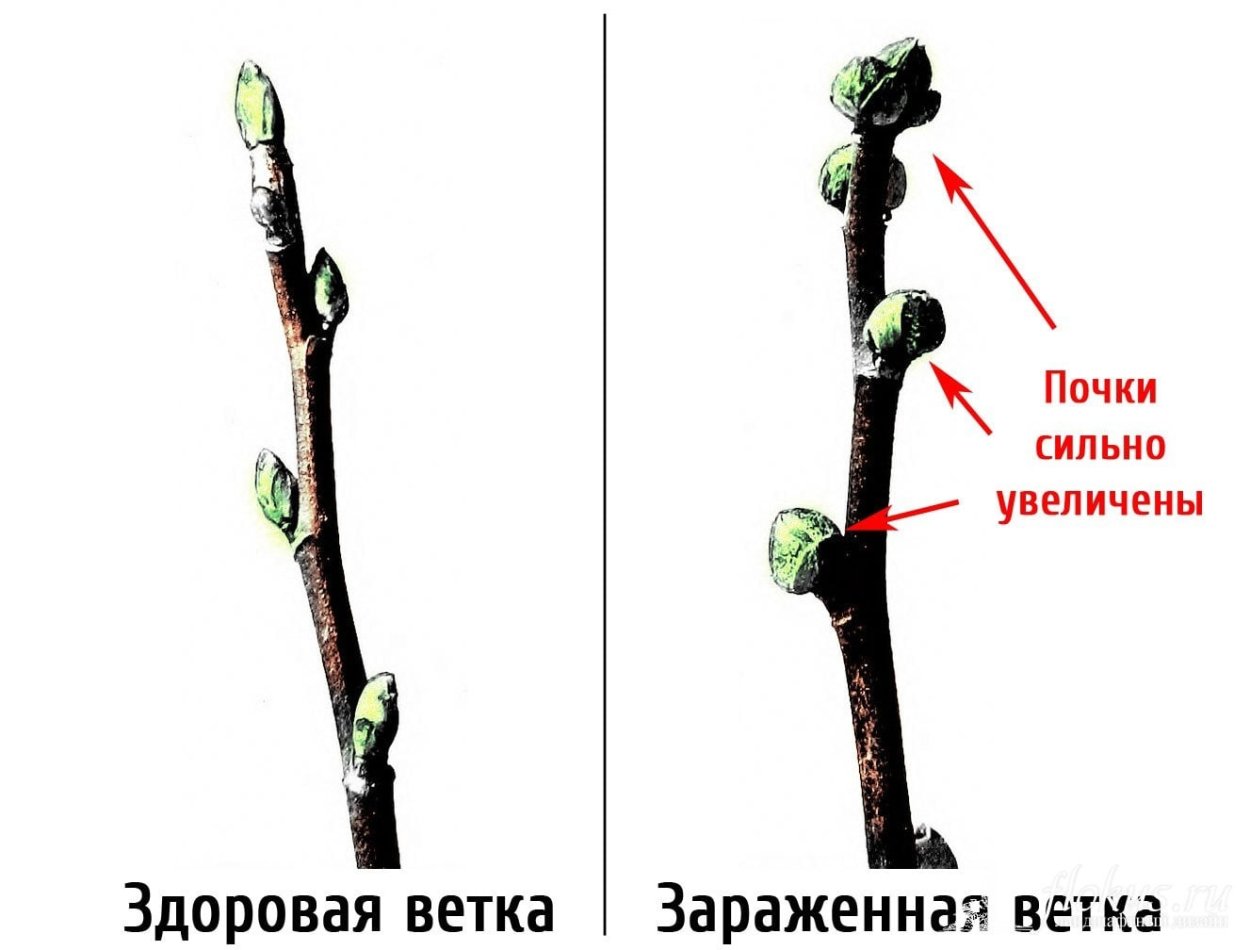 Бутоны черешни