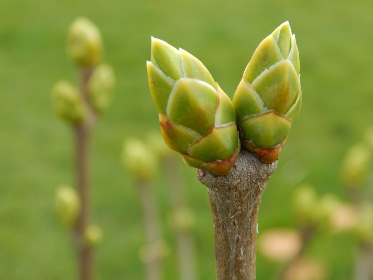 Весна почки Верба