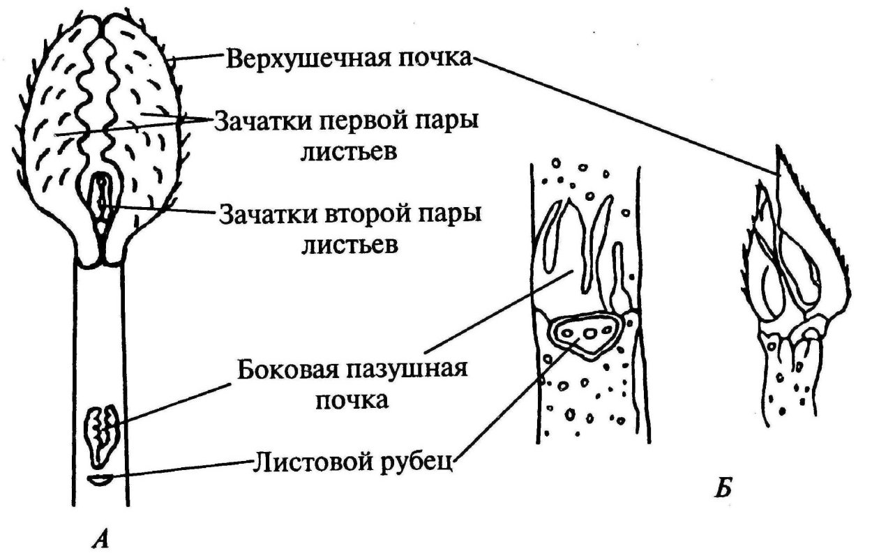 Каштан распускается почки