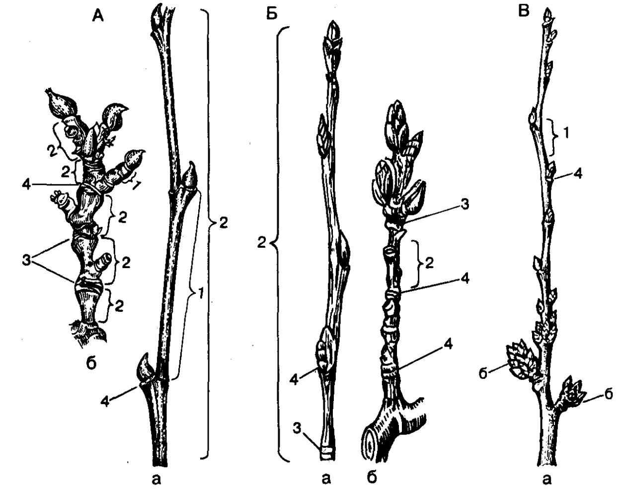 Строение побеговой системы. Строение побега тополя. Строение укороченного побега. Пазушный укороченный побег. Короткие междоузлия у яблони.